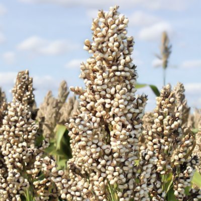 Zoom image of Sorghum nigricans Milaan White