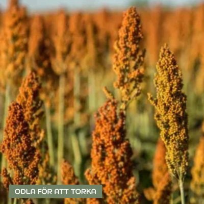 Zoom bild av Durra Sorghum nigricans Milaan Orange