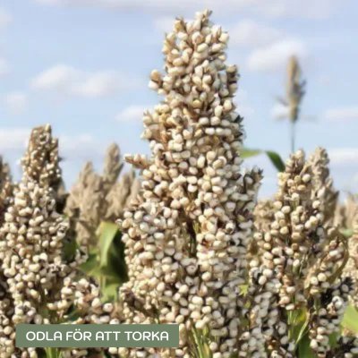 Zoom image of Sorghum nigricans Milaan White