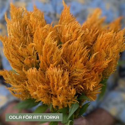 Zoom image of Prince of Wales' Feathers Celosia plumosa Sunday Gold