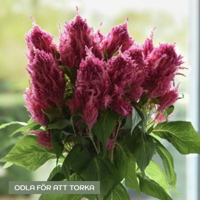 Zoom bild av Plymört Celosia plumosa Bright Pink