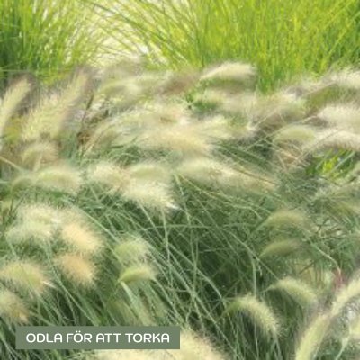 Zoom image of Feather Top Grass Pennisetum villosum Fluffy