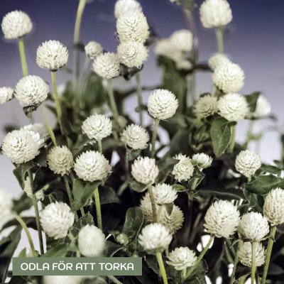 Zoom bild av Klotamarant Gomphrena globosa Qis white eternell