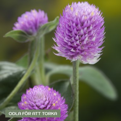 Zoom bild av Klotamarant Gomphrena globosa Lavender Lady