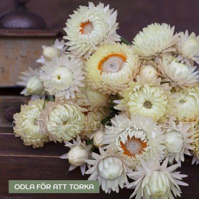 Zoom bild av Jätte-Eternell - Helichrysum bracteatum Creamy white