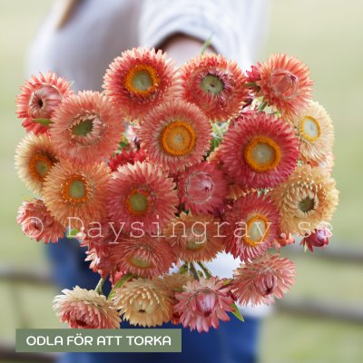 Zoom bild av Jätte-eternell Helichrysum bracteatum Salmon Rose