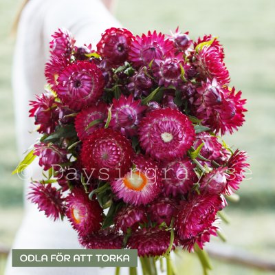 Zoom image of Jätte-Eternell Helichrysum bracteatum Bright Rose