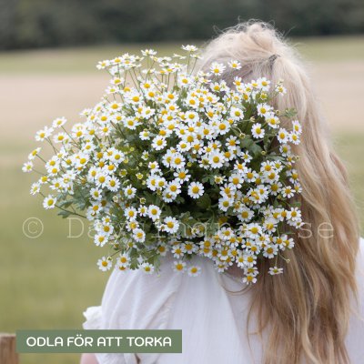 Zoom bild av Mattram - Chrysanthemum vegmo single