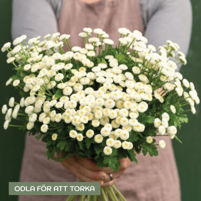 Zoom bild av Chrysanthemum vegmo snowball extra Mattram