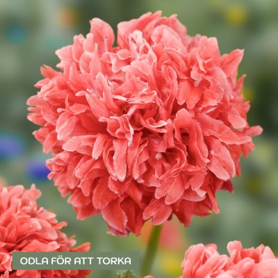 Zoom bild av Pionvallmo Papaver somniferum Frosted Salmon Peony