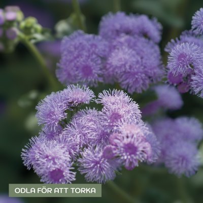 Zoom image of Ageratum houstonianum F1 Blue Horizon Leverbalsam flossblomma