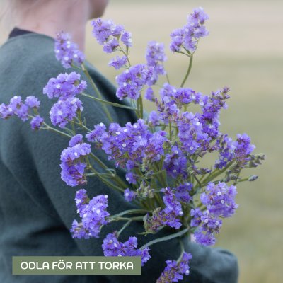 Zoom bild av Statice/limonium sinuatum qis lavender risp