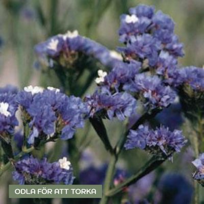 Zoom bild av Risp - Limonium Sinuatum Qis Pale Blue
