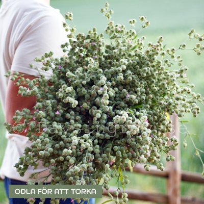 Zoom bild av silene conica balltje-balltje Sandglim