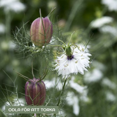Zoom bild av Jungfrun i det gröna - Nigella damascena Albion black pod
