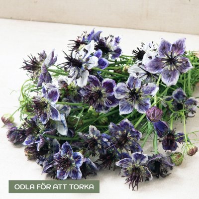 Zoom bild av Jungfru i det gröna - Nigella papillosa Delft blue