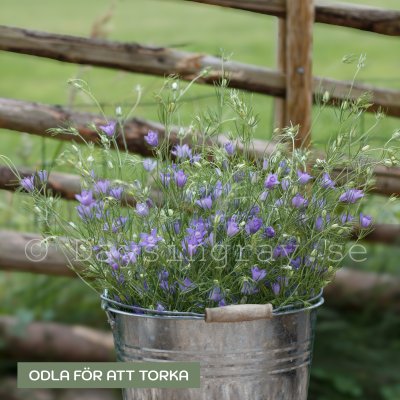 Zoom bild av Jungfrun i det gröna - Nigella bucharica "Blue Stars"