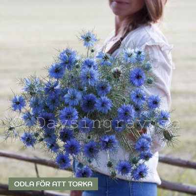 Zoom bild av Jungfrun i det gröna - Nigella damascena "Miss Jekyll Skyblue"