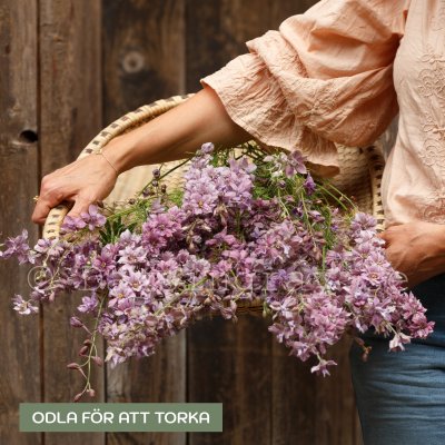 Zoom bild av Riddarsporre - Delphinium consolida Misty Lavender