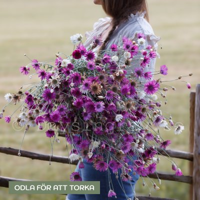 Zoom image of Pappersblomster Xeranthemum annuum mix eterneller