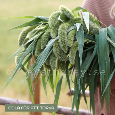 Zoom image of Kolvhirs - Setaria Macrocheata