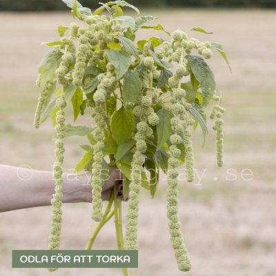 Zoom image of Amarant - Caudatus Muse Green Pearls