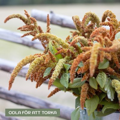 Zoom image of Amarant Amaranthus cruentus Autumn’s Touch
