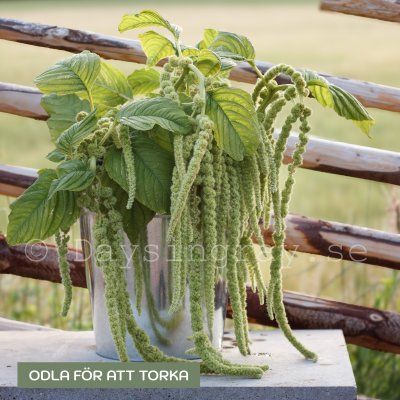Zoom bild av Amarant - Amaranthus caudatus Viridis