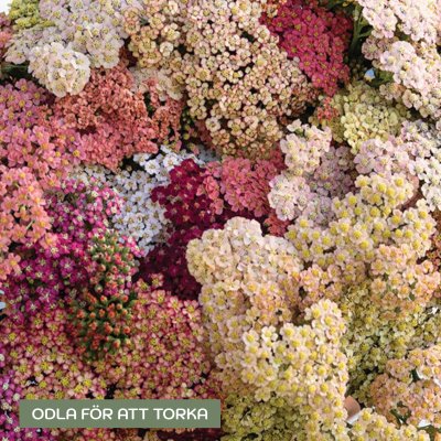Zoom bild av Röllika Achillea Millefolium Summer Pastels Mix