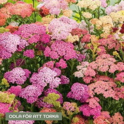 Zoom image of Yarrow Achillea Millefolium Colorado Mixture