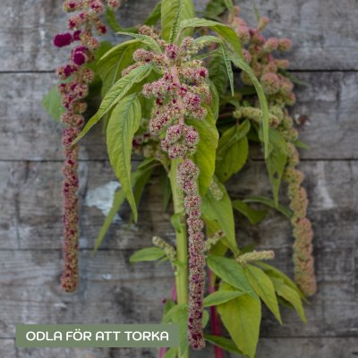 Zoom image of Amarant - Amaranthus Caudatus Mira