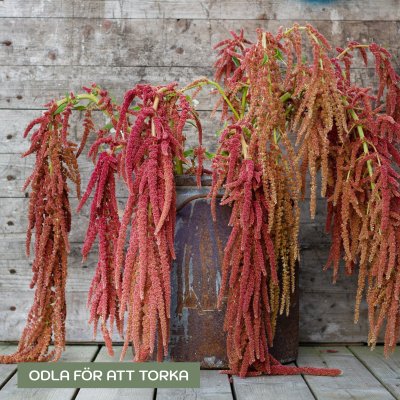 Zoom image of Rävsvans - Amaranthus Caudatus Coral Fountain