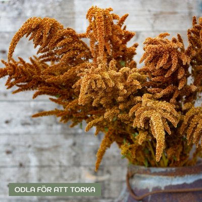 Zoom image of Amarant - Amaranthus Cruentus Hot Biscuits