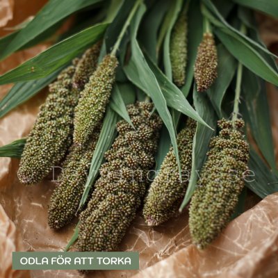 Zoom image of Foxtail Millet - Setaria italica Hylander