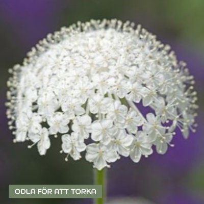 Zoom bild av Blåparasoll - Trachymene coerulea Lace White