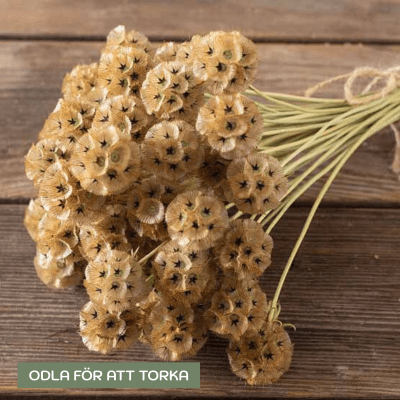 Zoom image of Stjärnvädd Scabiosa stellata Drumstick