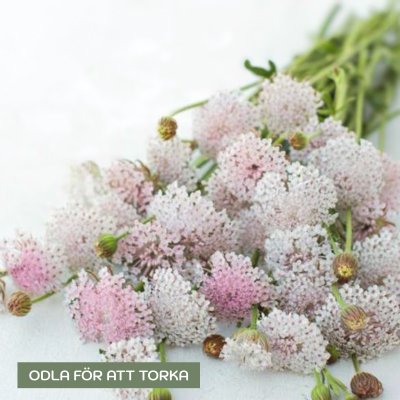 Zoom image of Didiscus Trachymene coerulea Lacy Pink