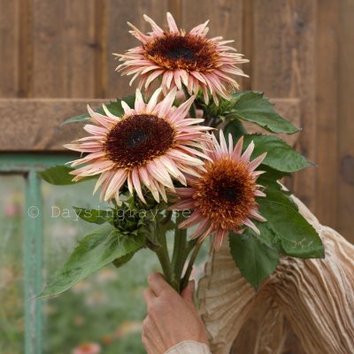 Zoom image of Sunflower Helianthus annuus Astra Rose
