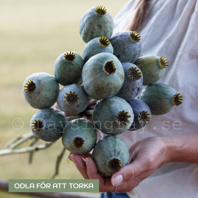 Zoom bild av Vallmo Papaver somniferum bowling ball