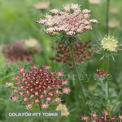 Zoom image of Blomstermorot - Daucus Carota Dara