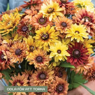 Zoom bild av Rudbeckia hirta Sahara