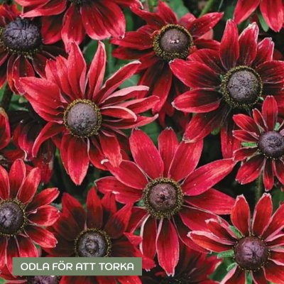 Zoom image of Rudbeckia hirta Cherry Brandy