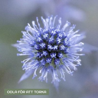 Zoom image of Flat Sea Holly Eryngium planum Blue Glitter