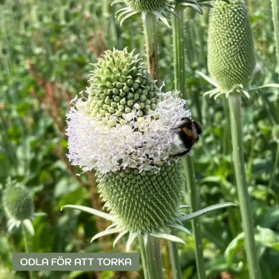 Zoom bild av Flikig Kardvädd Dipsacus laciniatus
