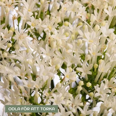 Zoom bild av Sommarhalsört Trachelium caeruleum Corine White