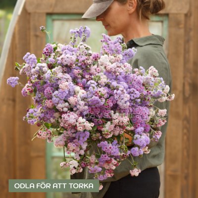 Zoom bild av Ageratum houstonianum Timeless mix
