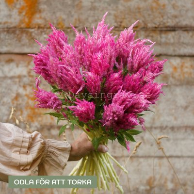 Zoom bild av Plymört Celosia plumosa Bright Pink