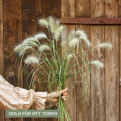 Zoom image of Feather Top Grass Pennisetum villosum Fluffy