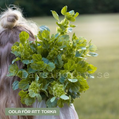 Zoom bild av Musselsyska Molucella laevis Bells Of Ireland