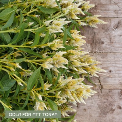 Zoom bild av Celosia Spicata celway White